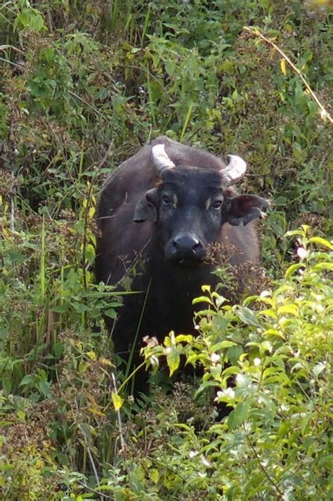 Protecting the endangered tamaraw .